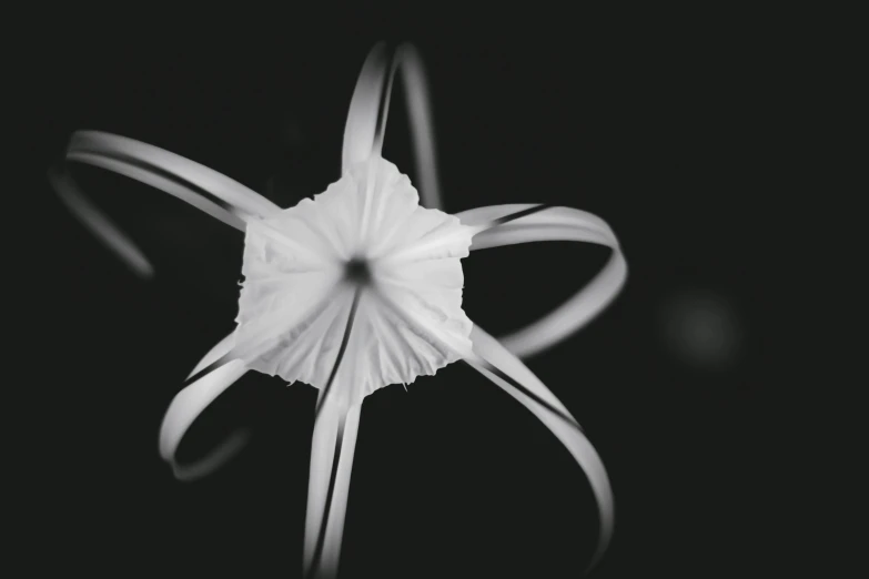 a large white flower with a black background