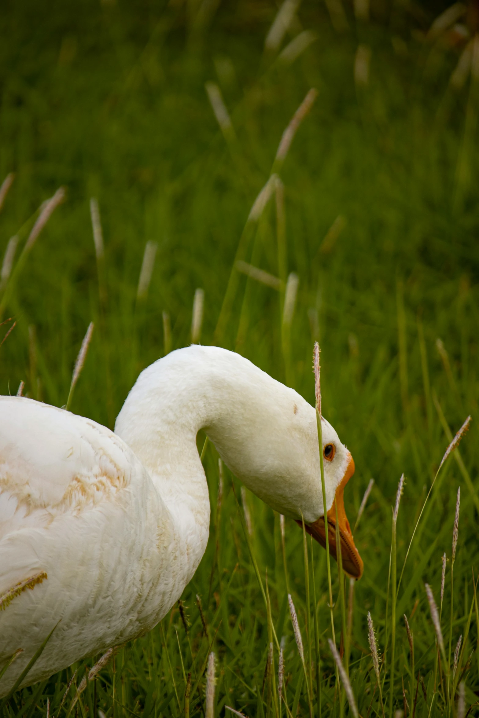 an animal is in the grass with its head hanging out