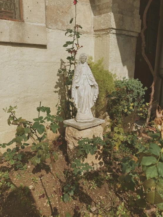 an old statue stands by a rose bush