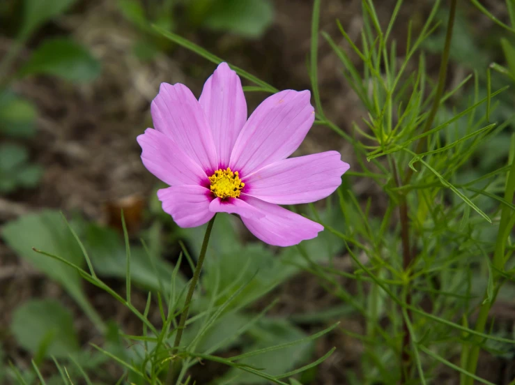 an object in the foreground of a blurry pograph of purple flowers