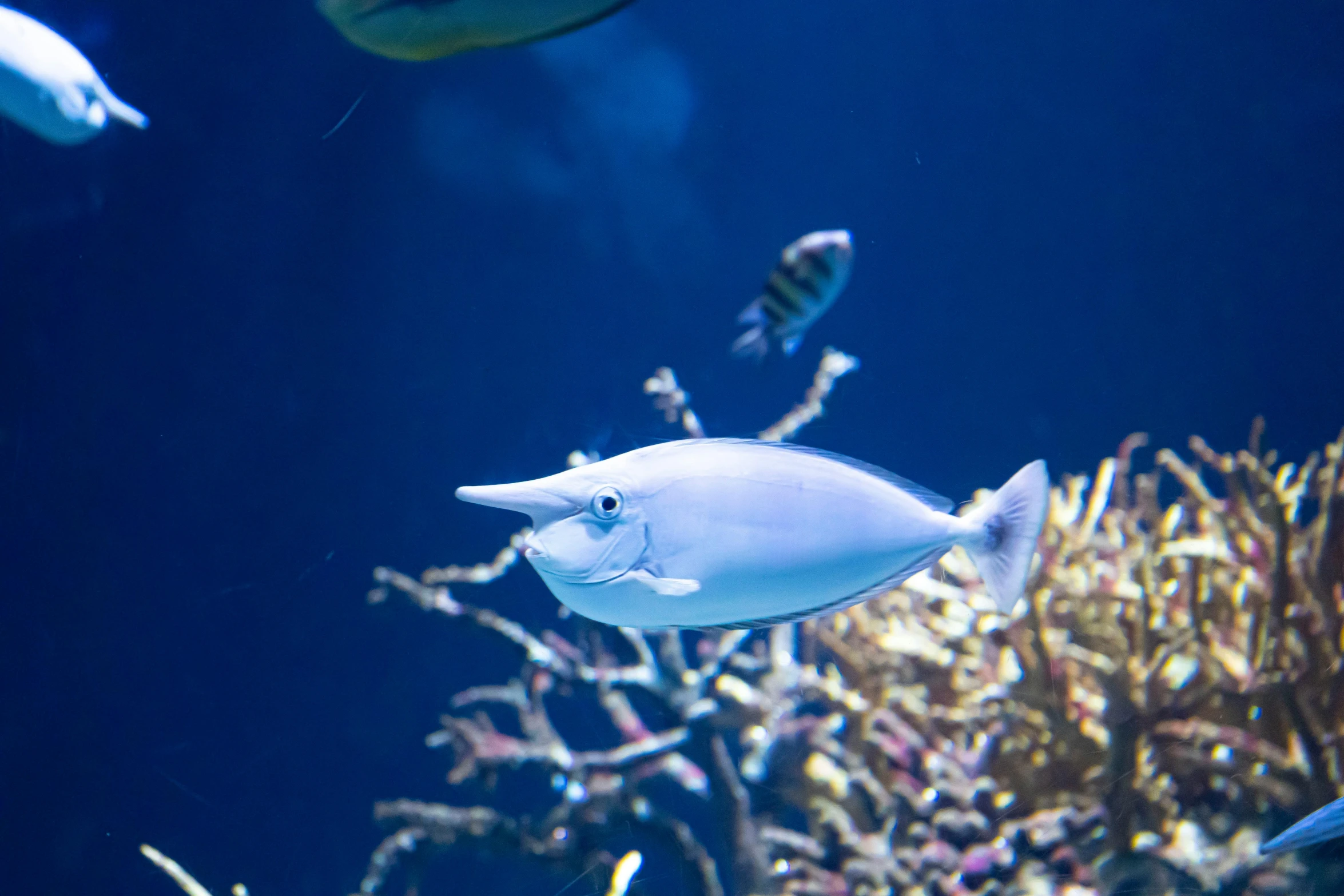 many fish in a large blue aquarium filled with water