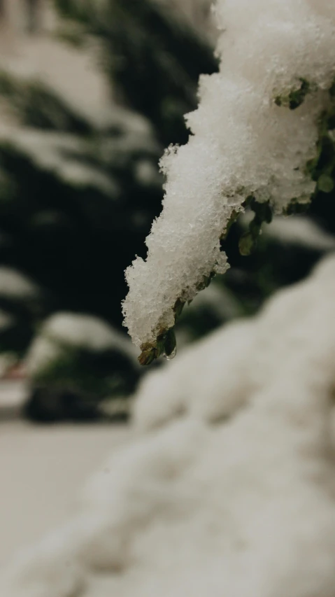 snow covered grass in the ground and snow