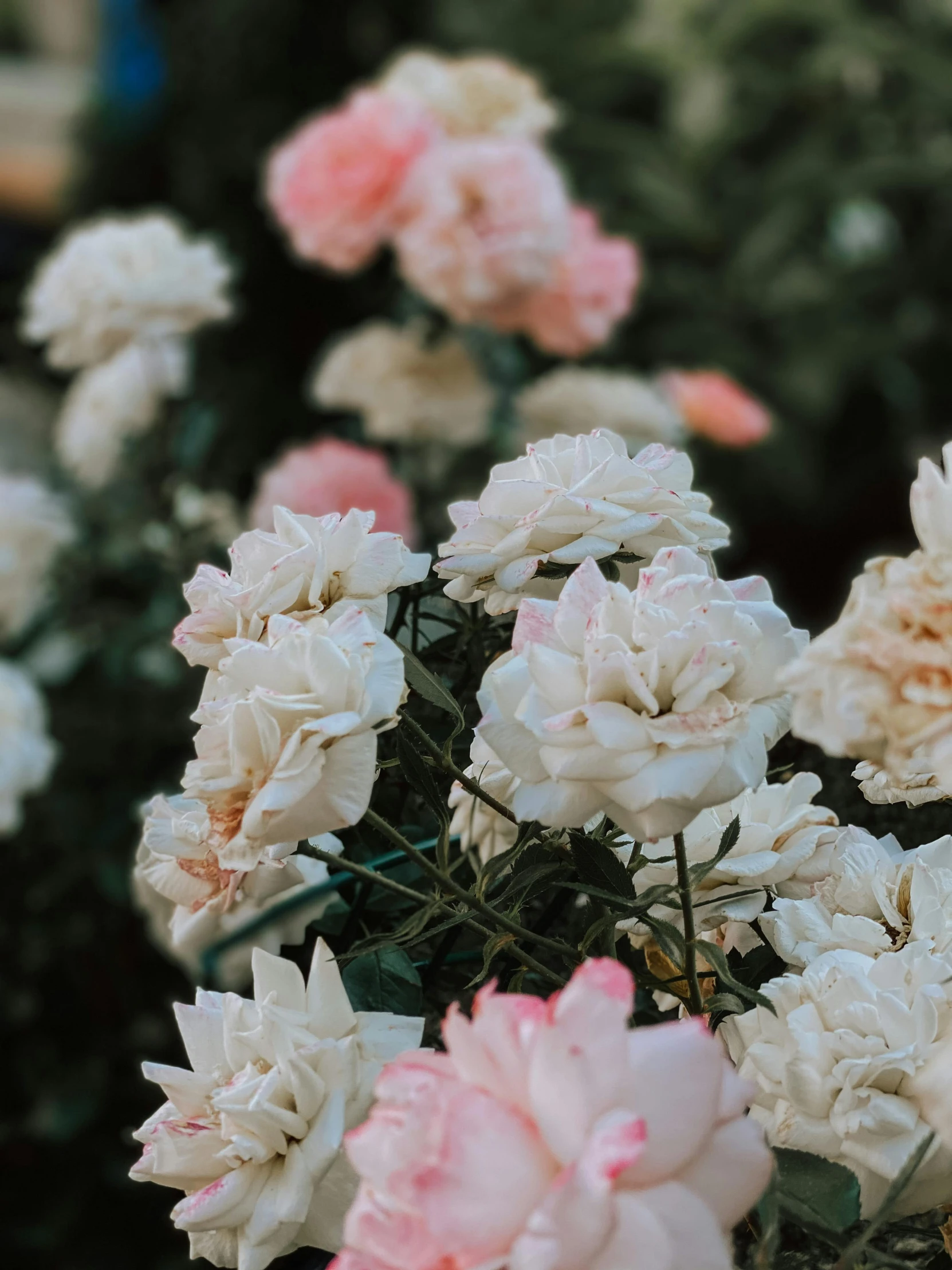 some pink and white flowers are growing next to each other