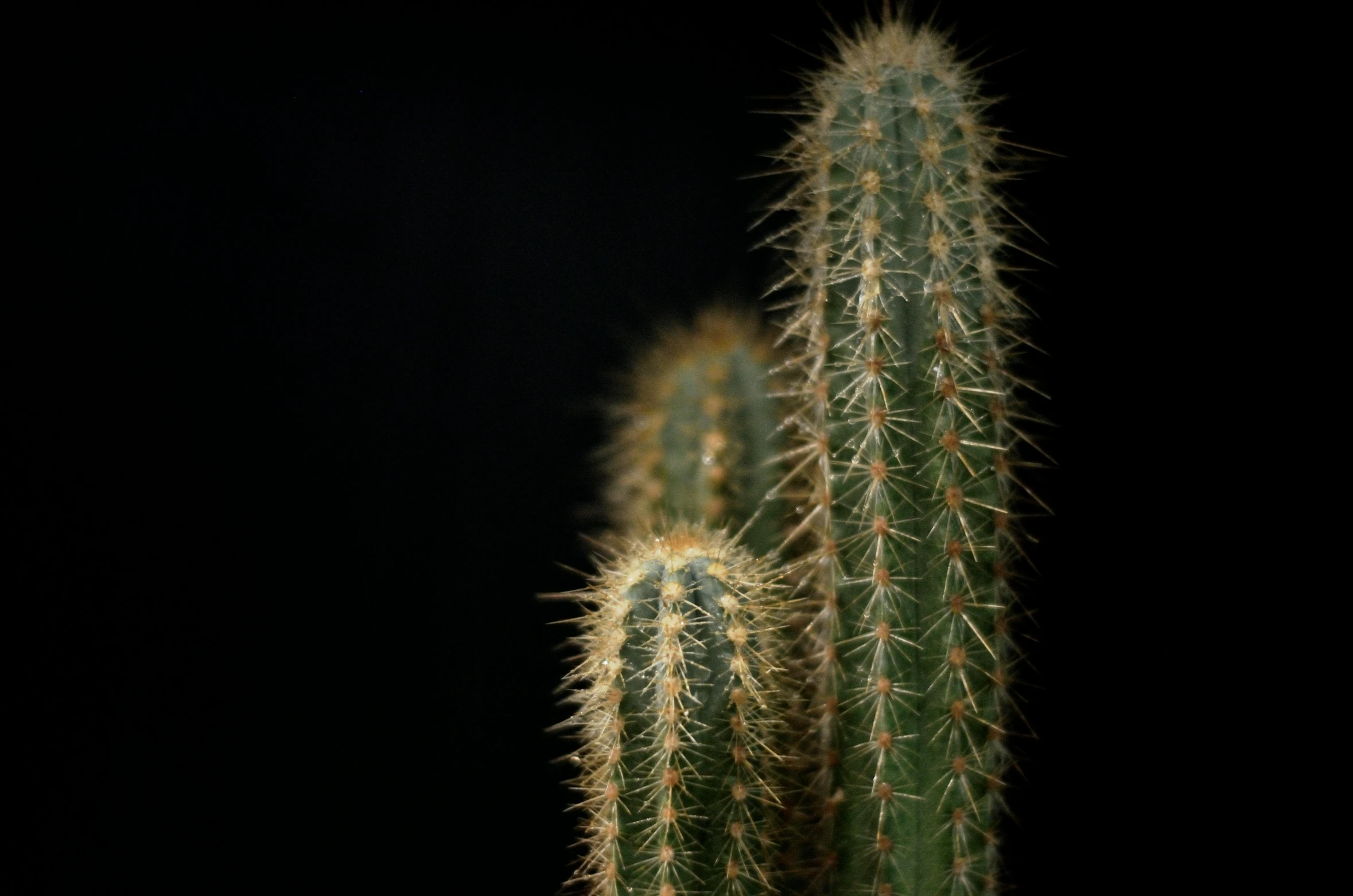 large cactus with very thin spikes on it