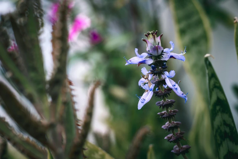 small white and blue flowers in the grass