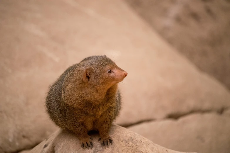 a young monkey sitting on a rock staring into the distance