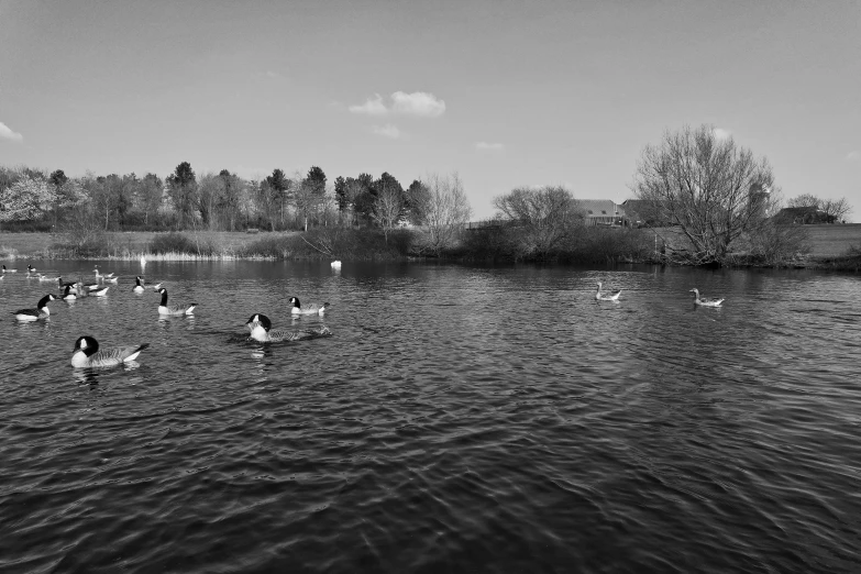 ducks floating on the water near some trees