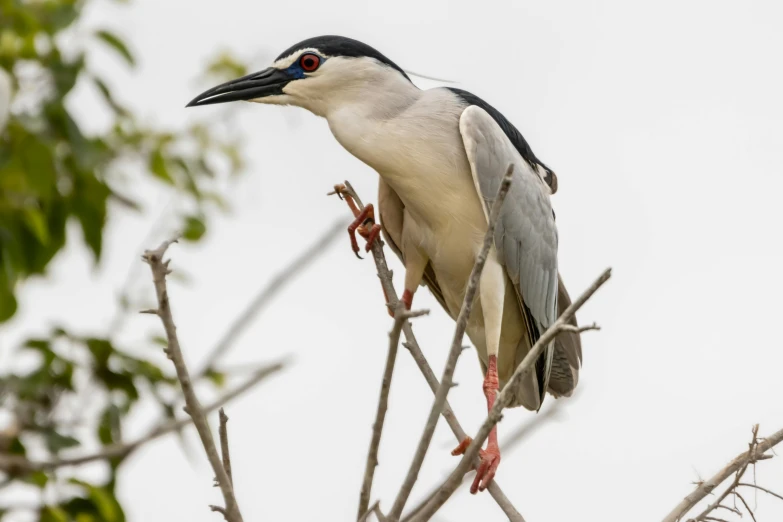 a grey, black and white bird perched on top of a nch