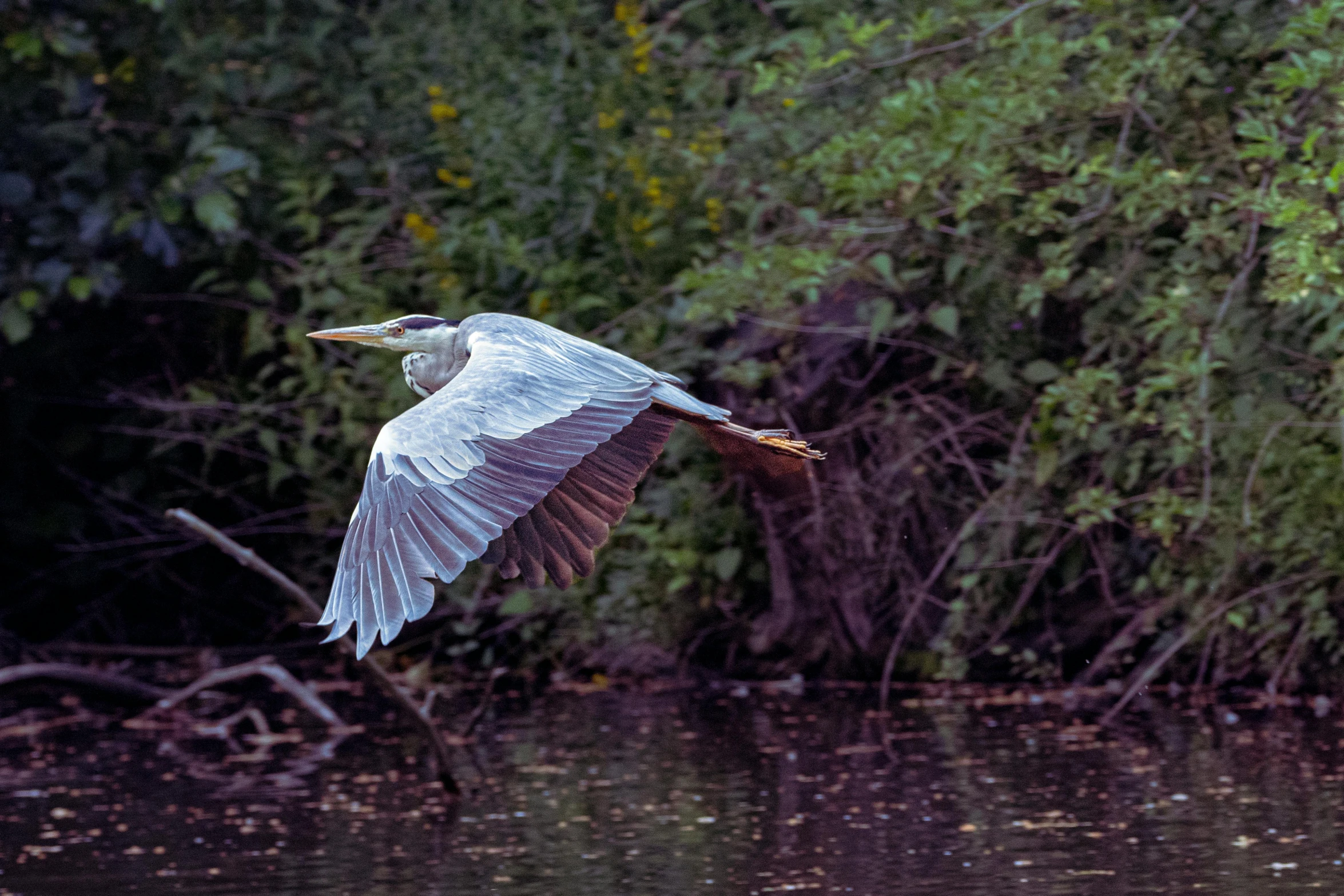 a white bird flying over the water near trees