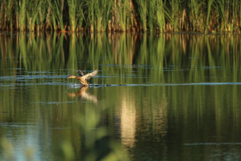 a goose dives to drink from the water