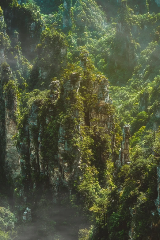 a landscape s of green vegetation in the forest