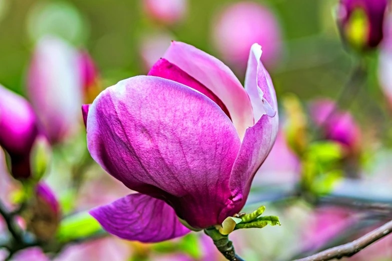 a single pink flower on the tip of a twig