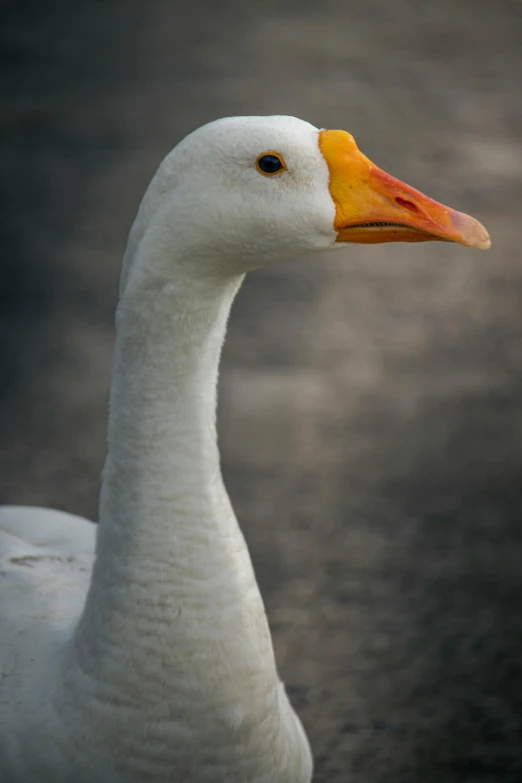 the duck is white with a yellow beak