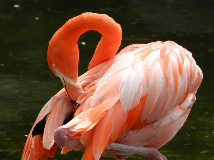 a flamingo sitting on the ground looking at its feathers