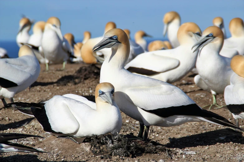 several large white and brown birds near each other