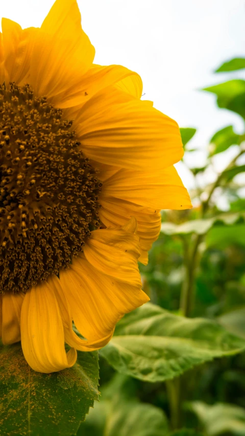 a large sunflower that is growing in the bushes