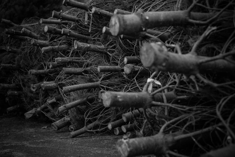 a pile of tree trunks next to a road