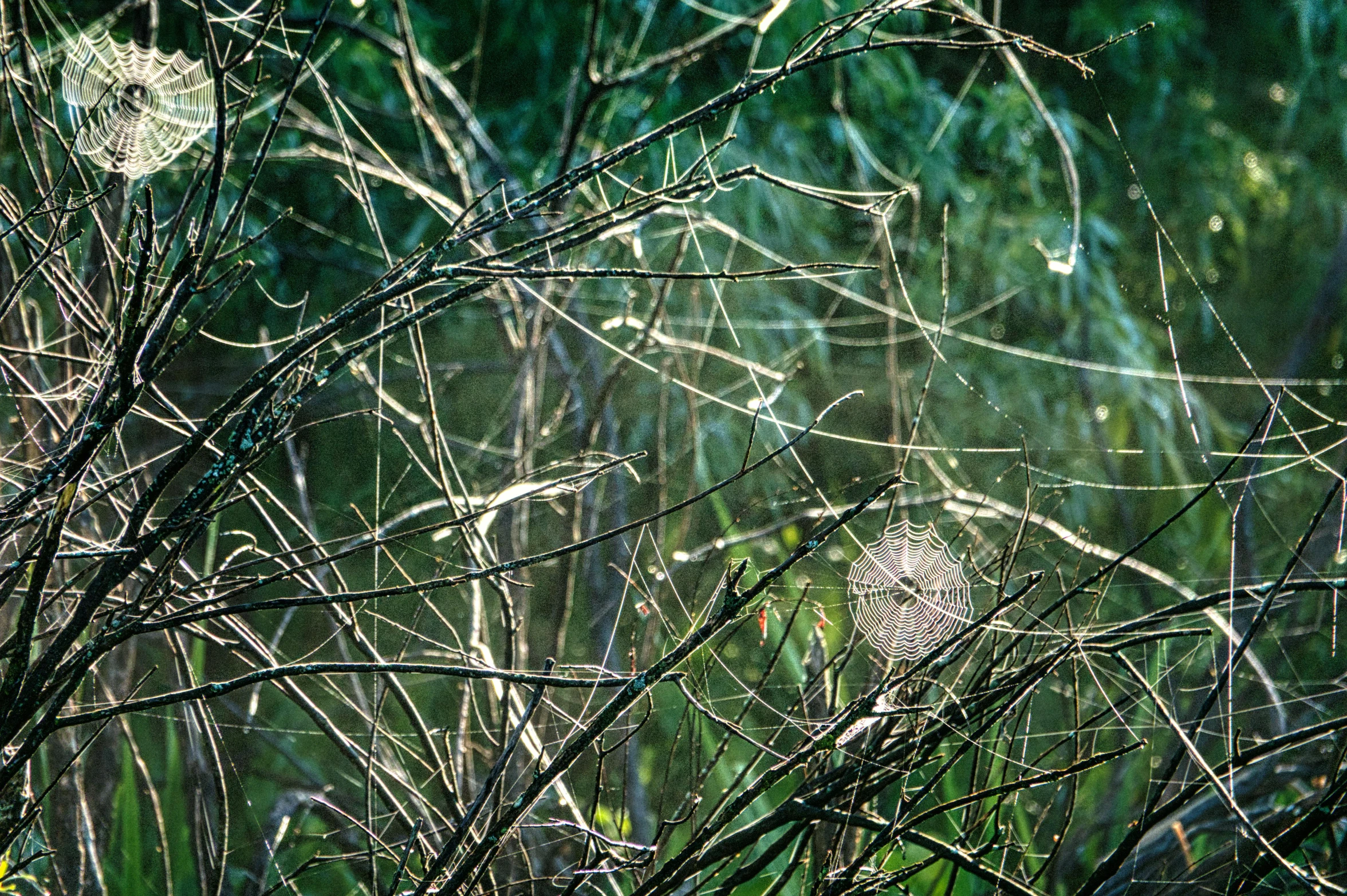 a close - up of trees with grass behind it