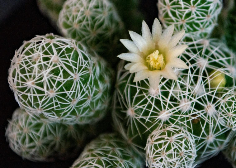 many cactus cacti are arranged in the middle