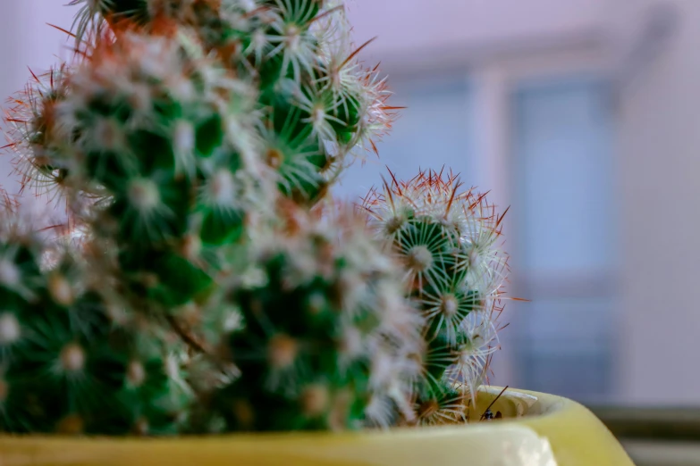 small plant that is inside of a pot