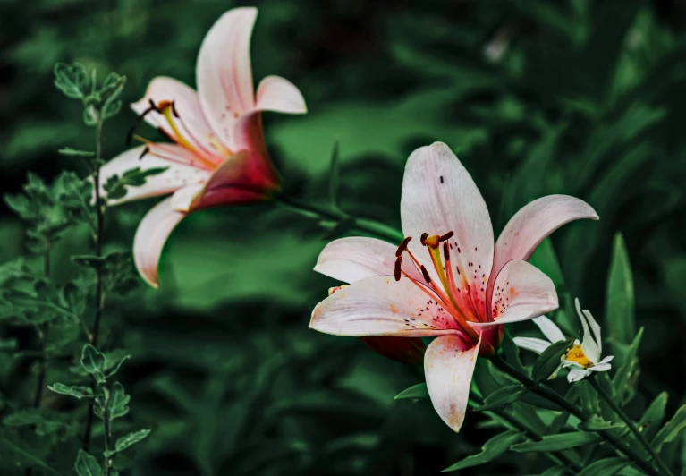 two pink flowers are next to each other