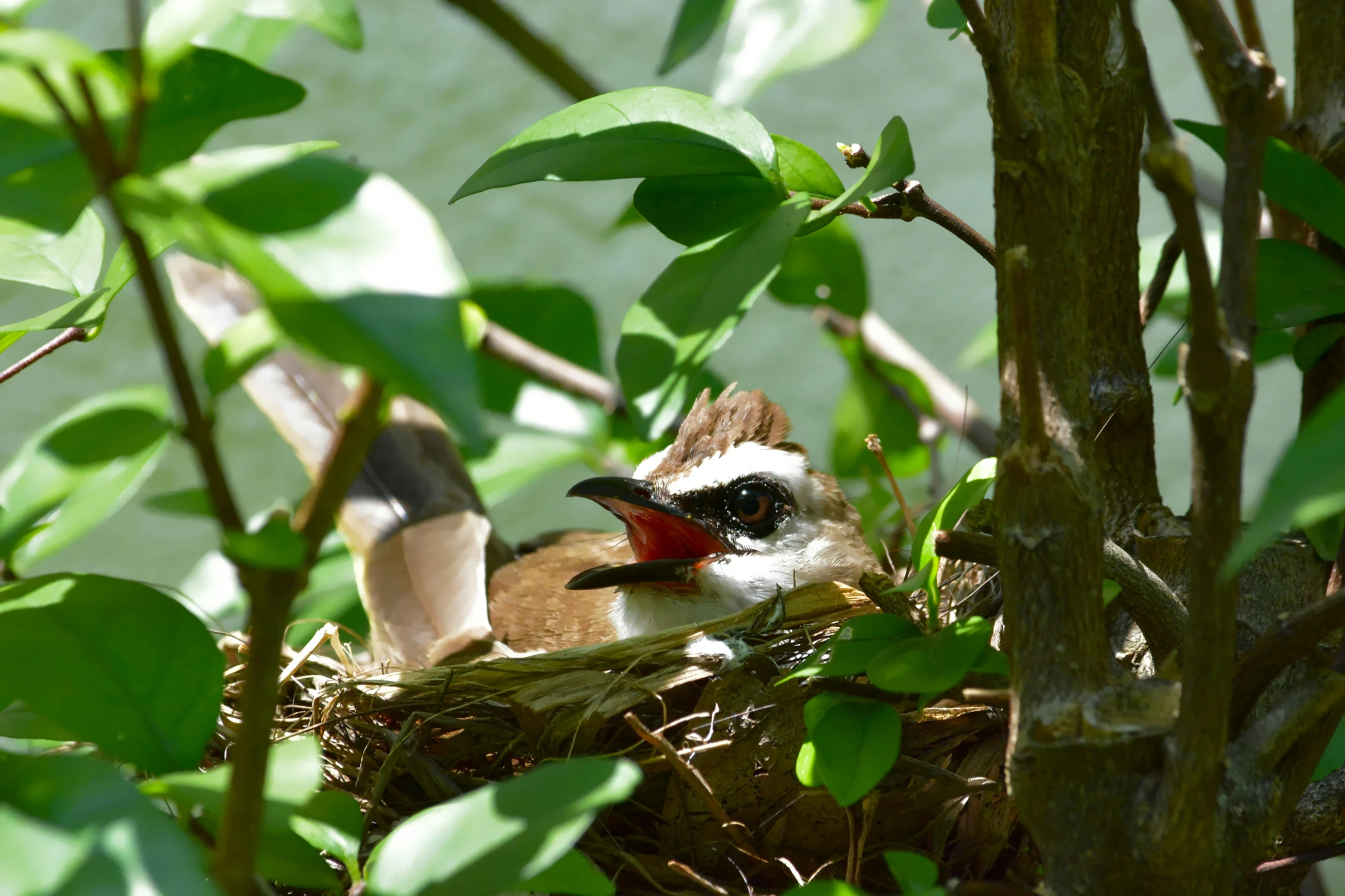 a bird is sitting in its nest with leaves