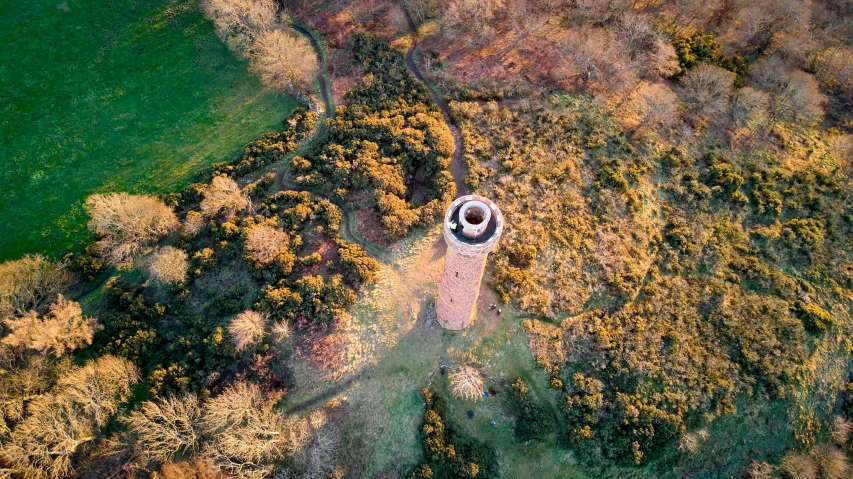 an aerial view of a tree in a wooded area