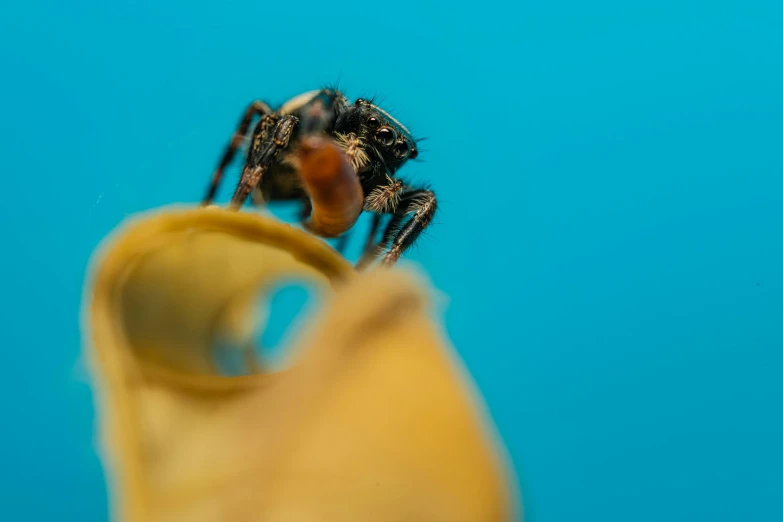 a close up s of a banana on a blue background