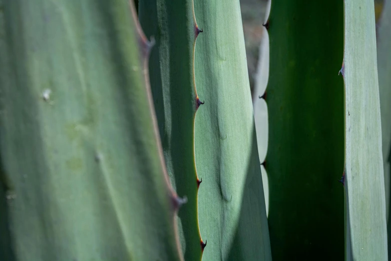 a close up of a cactus's stalk, with other small cactus's like flowers