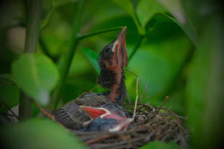 a couple of birds are standing in some green plants