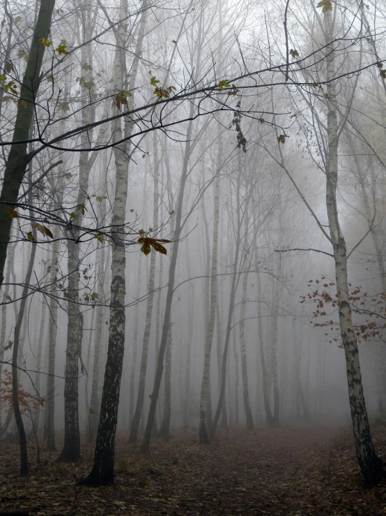 there are trees and fog in the forest