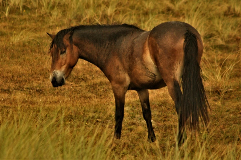 an adult horse that is standing in the grass
