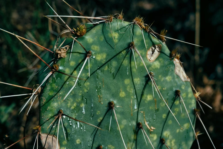 a green cactus is covered in dew and little spiky stems