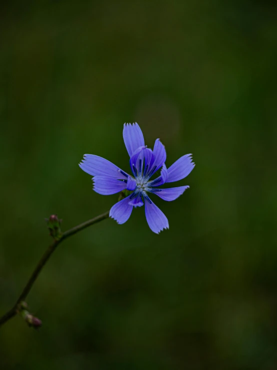 an open blue flower on a nch with leaves