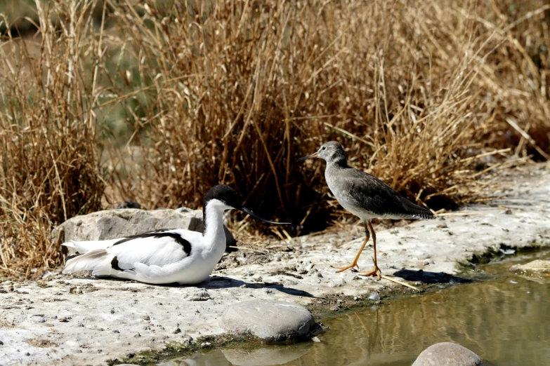 two birds sitting by the water in a grassy area