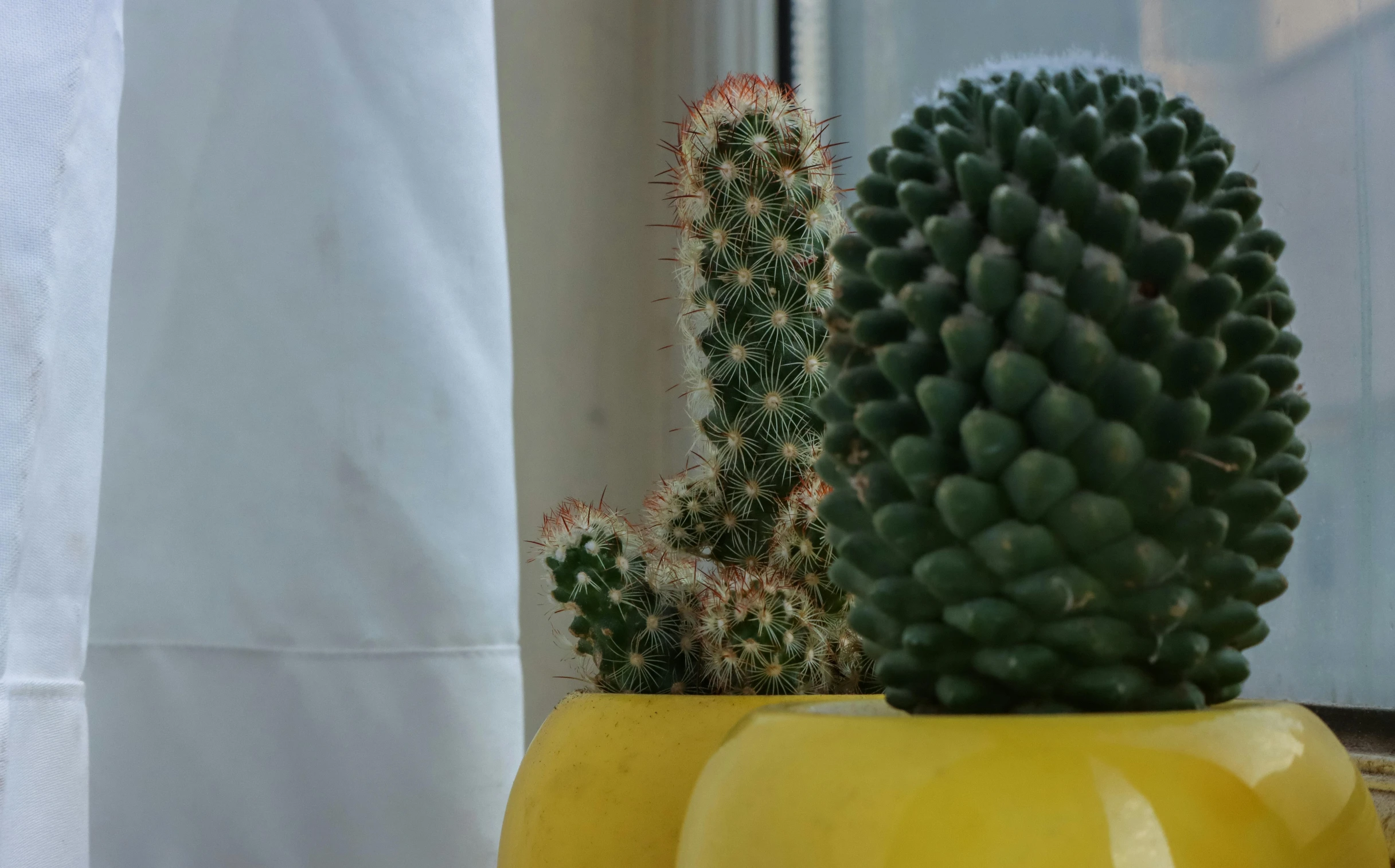 an image of a cactus sitting next to another plant
