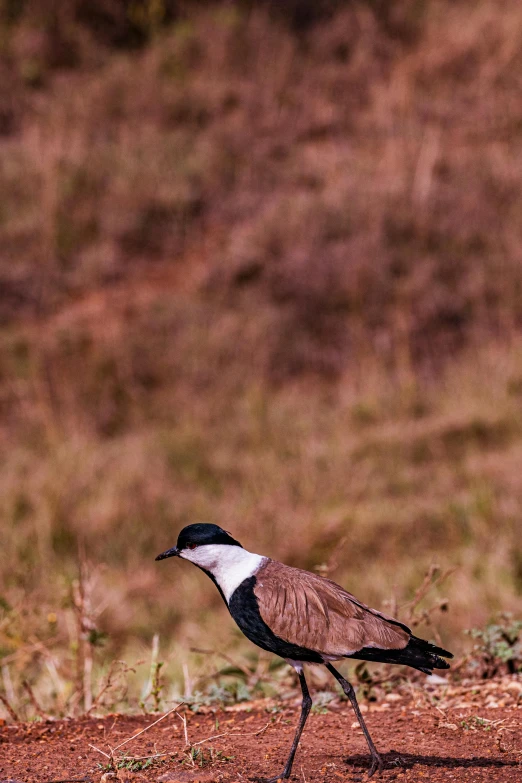 a white and brown bird standing on top of a dirt field