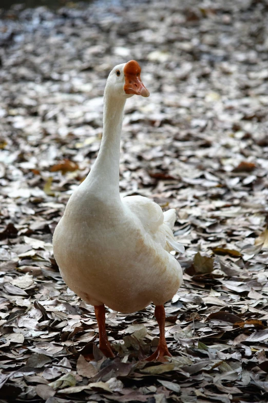 a white duck standing on the ground next to leaves