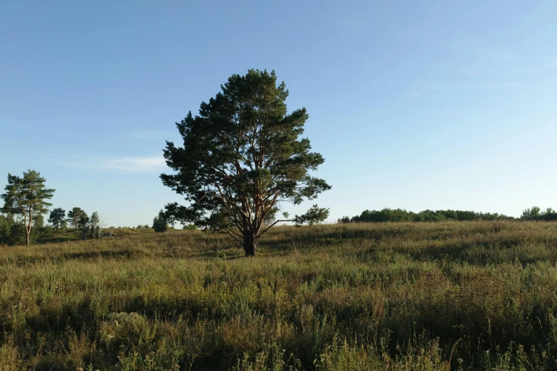 a lone tree in a grassy field on a sunny day