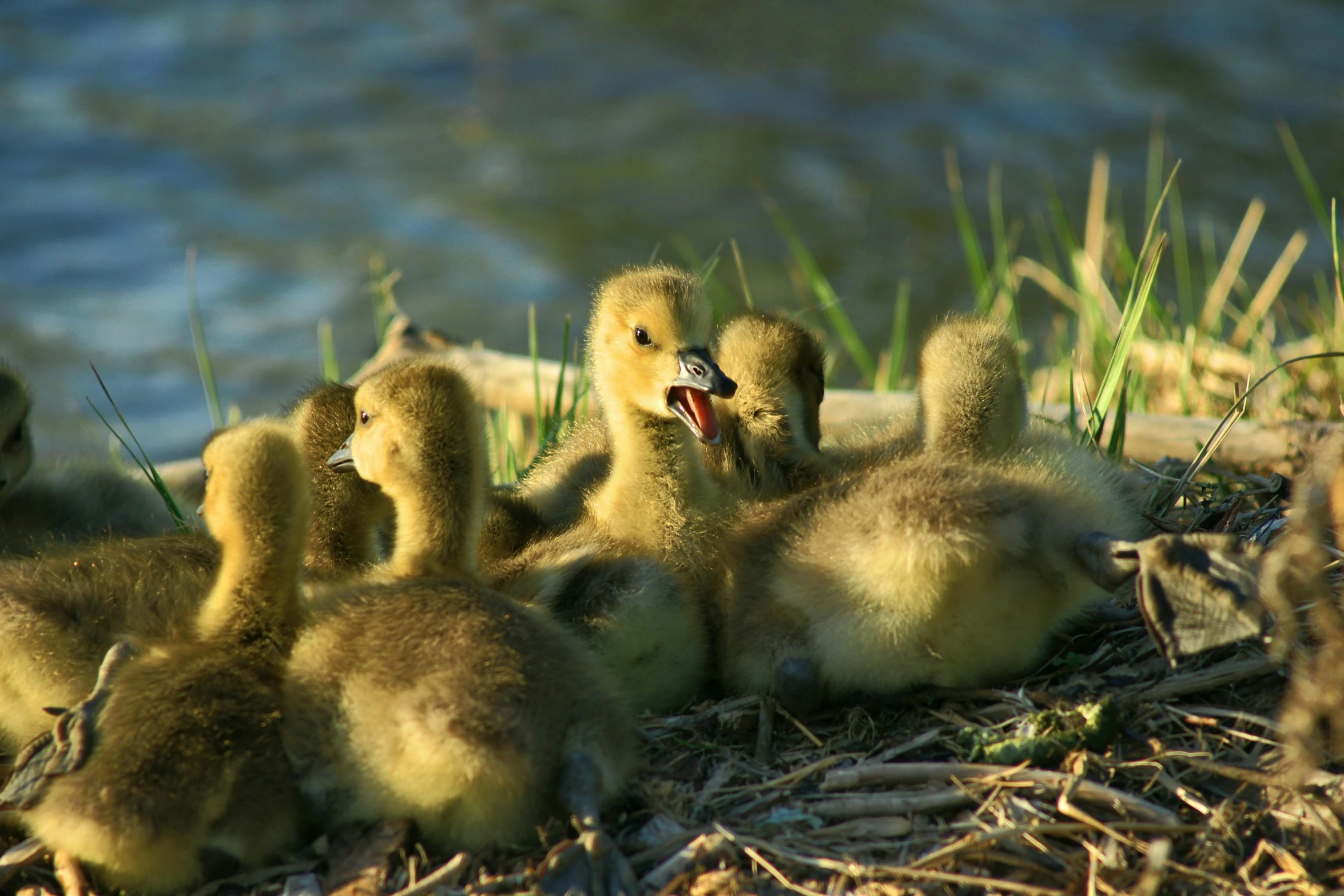 a group of baby birds laying next to each other