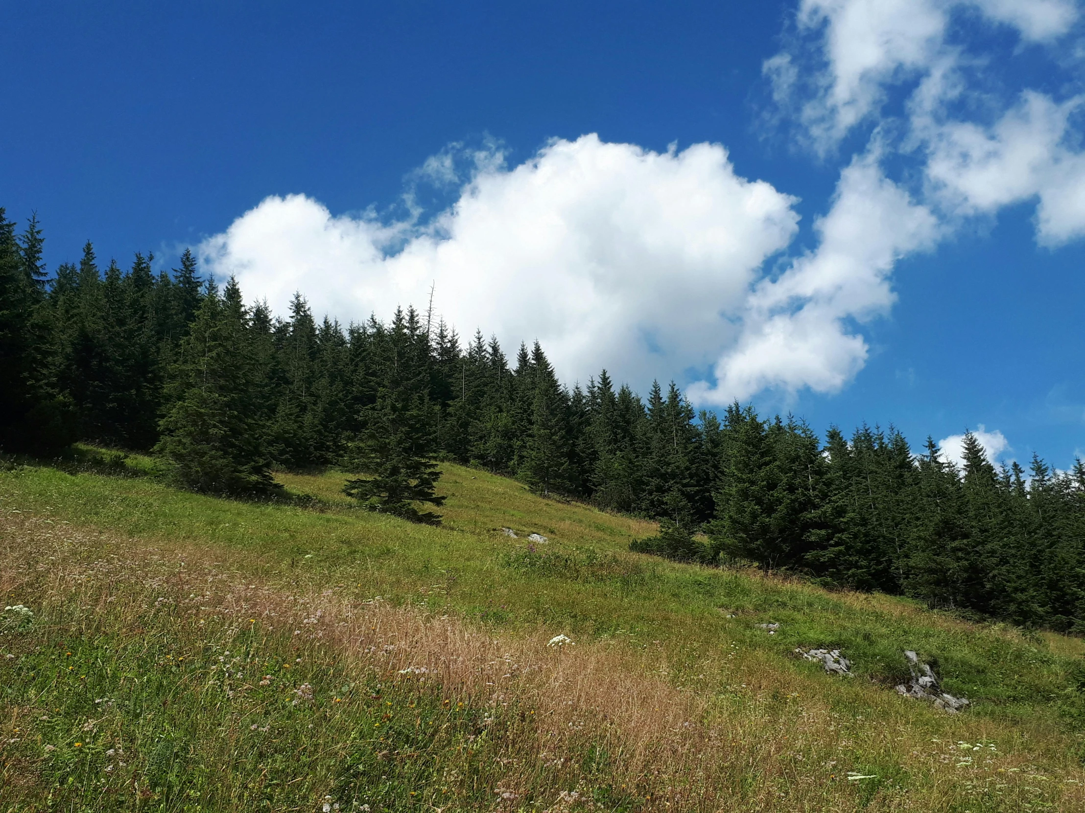 a grassy hill with trees on both sides of it