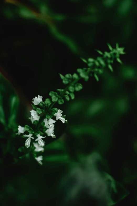 a flower on the stem with green leaves in the background