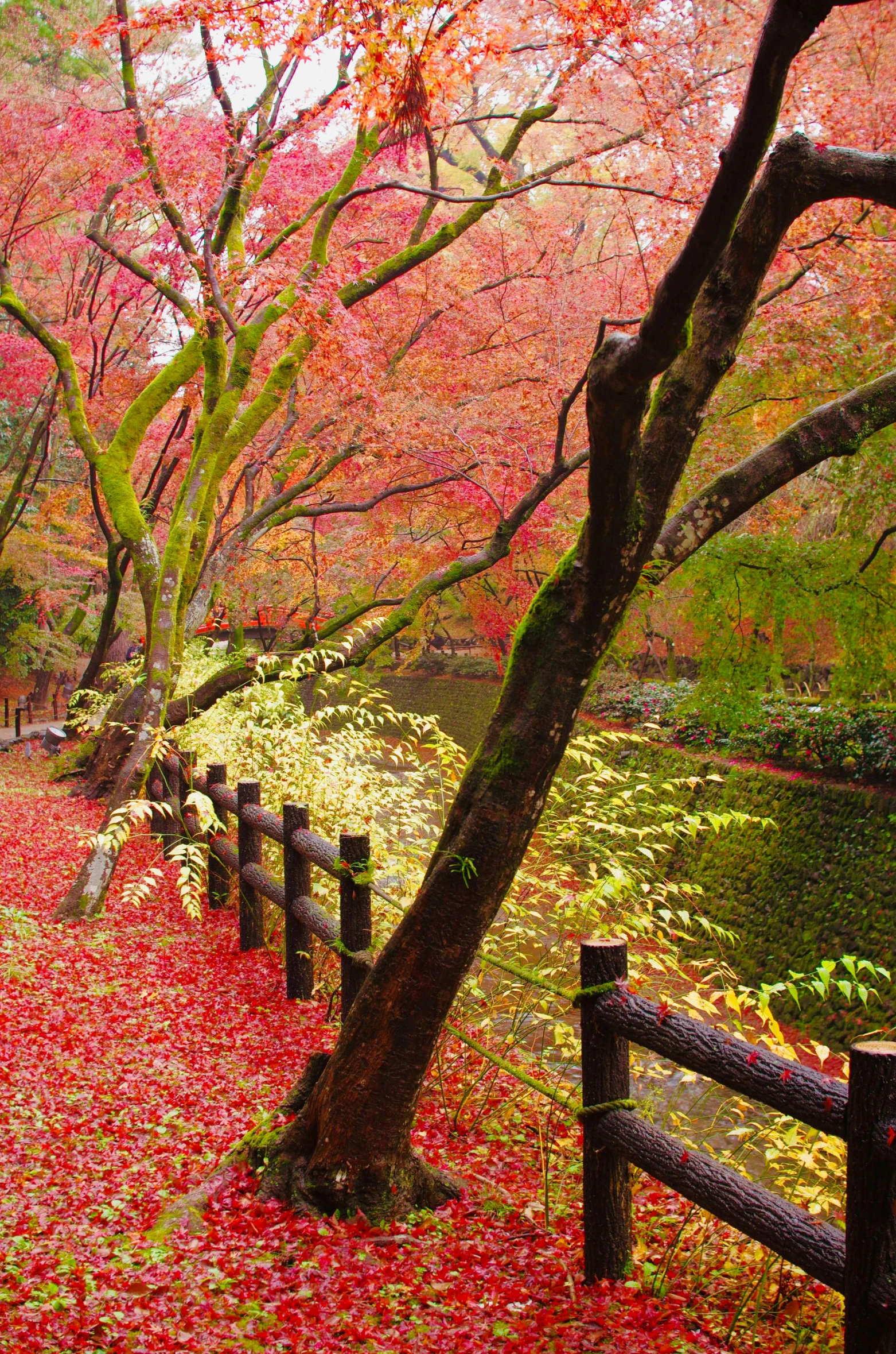 a red tree with many leaves on it