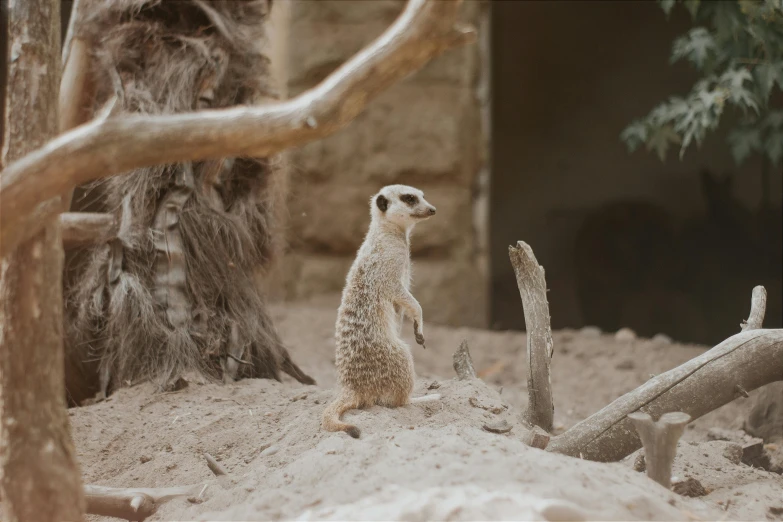 a small brown and white animal standing in sand