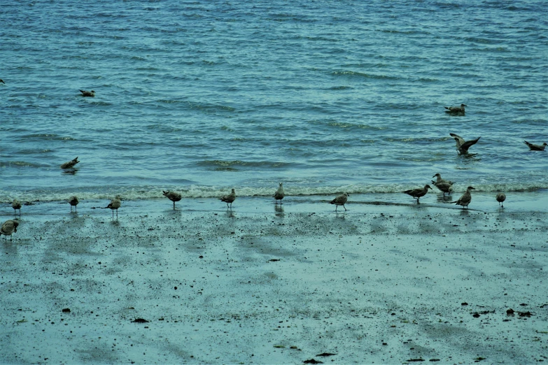a small flock of birds in the shallow water at the shore