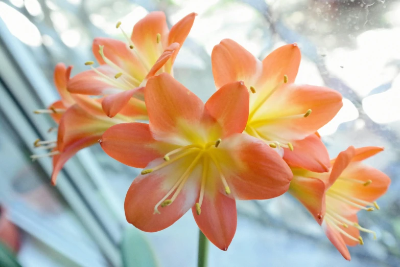 a bunch of orange flowers in a vase