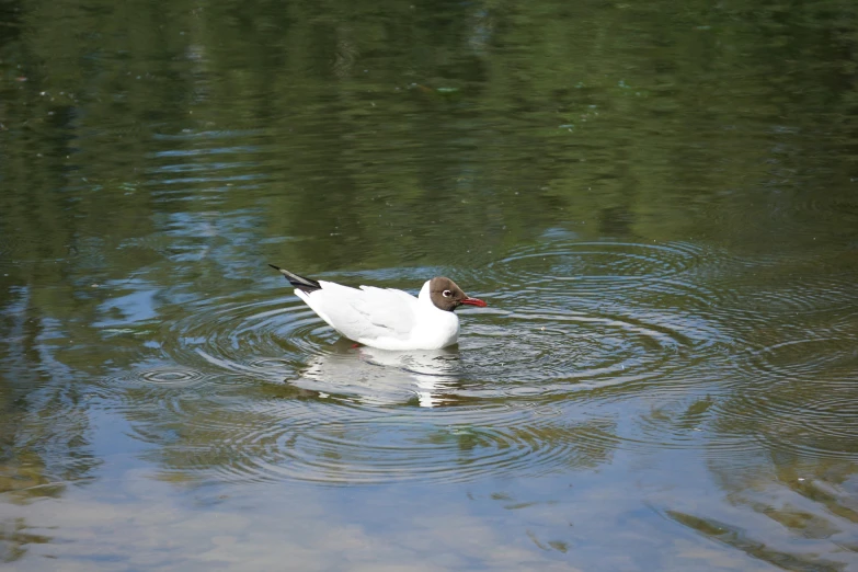 a small white duck swimming on the side of a lake