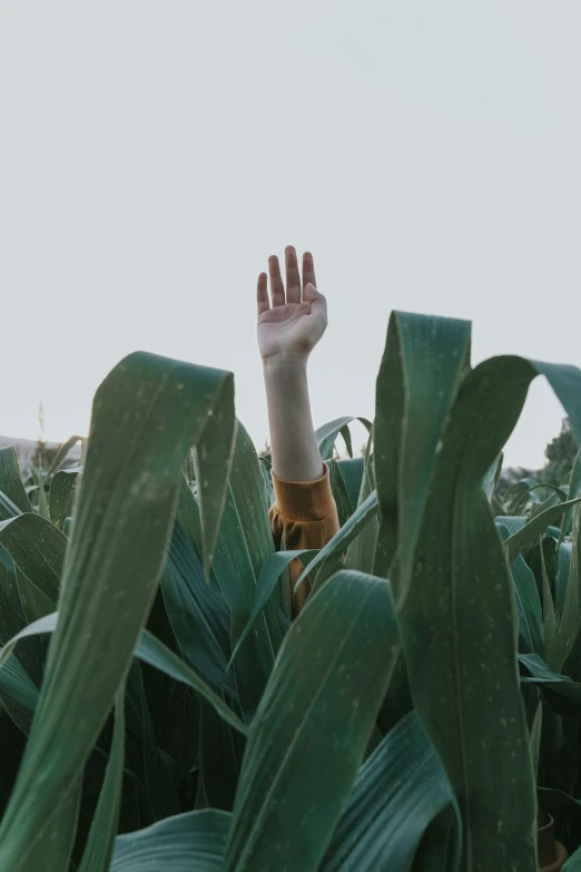 there is a hand holding up above the plant