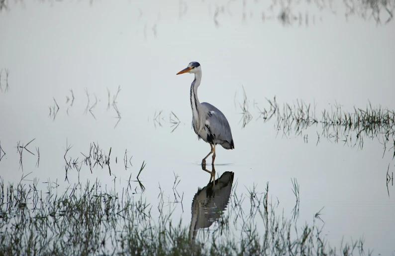 a lone crane is standing in the water by itself