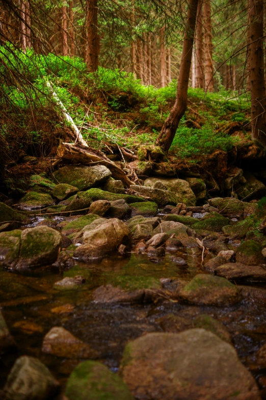 an image of the stream that flows into a forest